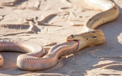 Каннибализм среди змей — это норма: почему они едят сородичей и что это дает природе