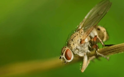 Лук начинает гнить незаметно: как распознать луковую муху и вовремя спасти урожай