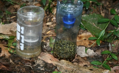 Осы больше не вернутся на ваш участок: 3 способа избавиться от гнезда без вреда для себя и растений