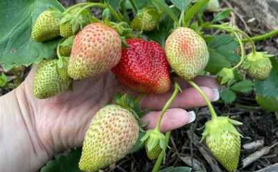 Этот продукт сделает клубнику слаще: как вернуть сладость ягод с грядки с помощью чечевичной подкормки