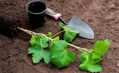 Ошибки при посадке смородины: почему куст не плодоносит и как добиться урожая на 20 лет вперед