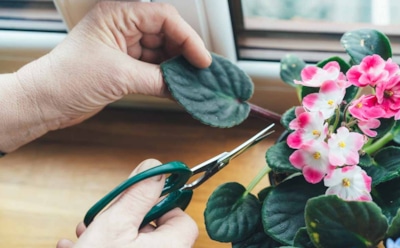 Если фиалка наращивает листья вместо цветов: что вы делаете неправильно и как запустить цветение