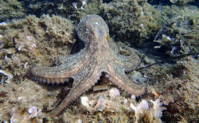 Мир после людей будет другим: кто может занять нашу нишу и почему осьминоги впереди остальных