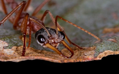 Это первый случай в науке: как ночные муравьи используют Луну для точной навигации в темноте