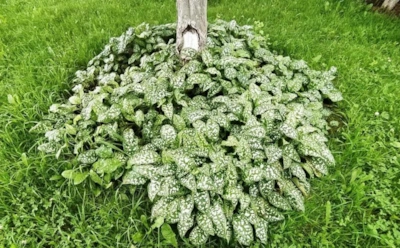 Почему яблоня не терпит одиночества: что посадить под деревом, чтобы повысить урожайность