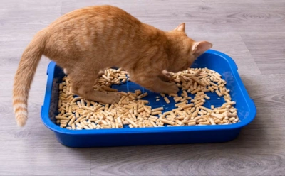 Если кошка разбрасывает наполнитель повсюду: как остановить это, не нарушая инстинкты питомца