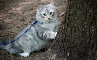 Стоит ли выгуливать домашнюю кошку: как прогулки влияют на здоровье и поведение питомца