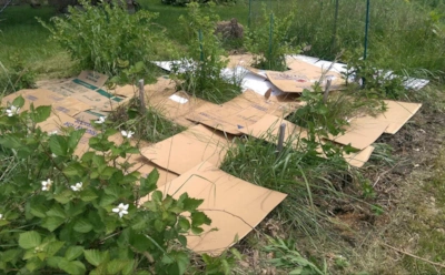 Сорняки растут из-за этой ошибки: почему стоит отказаться от перекопки и при чем тут картон