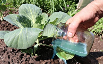 Такой полив сделает кочаны капусты в разы больше: китайский метод, который требует точности