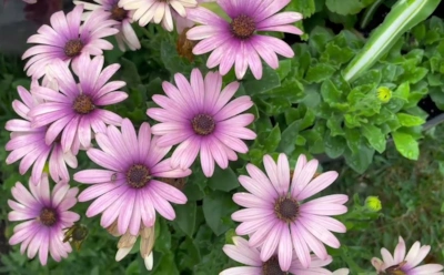 Этот цветок — новый фаворит дачников: почему остеоспермум называют главным соперником петуний и бархатцев