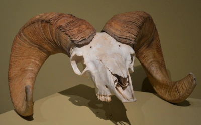 Эта находка не вписывается в теорию: как найденный в России древний баран поставил ученых в тупик