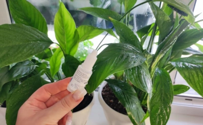 Спатифиллум выглядит здоровым, но не цветет: что на самом деле мешает цветению и как это исправить