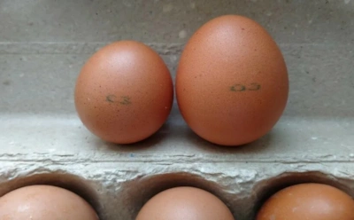 Крупные яйца — не значит лучше: в чем именно продукция С0 уступает категориям С2 и С3