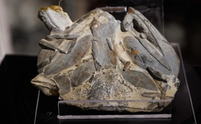 Древний хищник с двойными зубами: находка в Китае показала неизвестный этап развития позвоночных