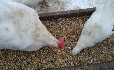 Весной курам не хватает именно этого: чем подкормить птицу, чтобы запустить обильную яйцекладку