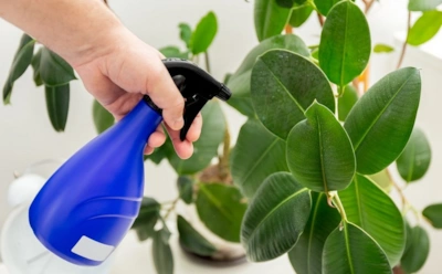 Фикус сбрасывает листья — есть решение: как приготовить раствор с нашатырем и не сжечь растение