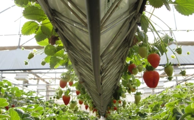 Новый тренд в обогревании теплиц: как работает система, которая переживет даже отключение энергии