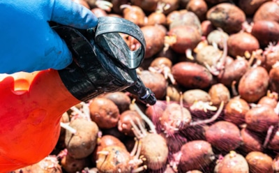 Обработайте этим картофель перед посадкой: простой раствор, который отпугивает вредителей на старте