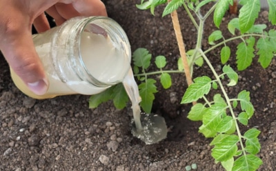 Этот продукт запускает рост томатов: подкормка с дрожжами, способная изменить размер и вкус урожая