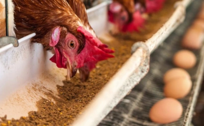 Если куры дают мелкие яйца: эта натуральная добавка усиливает рост и повышает продуктивность птицы
