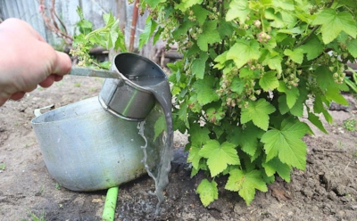 Смородина кислая и мелкая — не приговор: что нужно сделать в апреле, чтобы ягоды были крупными и сладкими