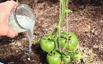 Когда кефир работает мощнее удобрений: эта подкормка защищает томаты и ускоряет их рост