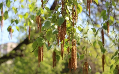 Как ослабить весеннюю аллергию едой: эти продукты с кверцетином облегчают симптомы и уменьшают отеки