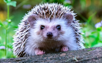 Маленькие зверьки с большим секретом: у ежей обнаружили уникальный слух — и вот как он им помогает
