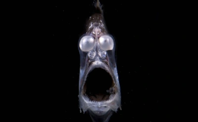 Эти существа никогда не видели света: 4 приема выживания у обитателей пещер и океанских глубин