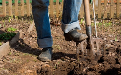 Картофель мельчает не из-за почвы: эта ошибка при перекопке не дает клубням нормально расти