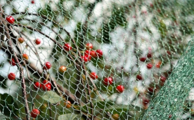 Как защитить вишню от налета птиц: забудьте про пугала — есть более эффективные способы