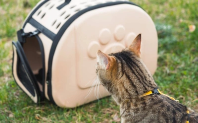 Почему не всем кошкам можно на дачу: один нюанс, который может испортить и отдых, и здоровье питомца