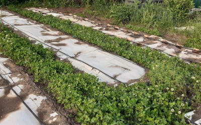 Перестаньте бороться с сорняками: эти растения сами очищают участок и насыщают почву