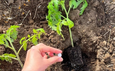 Не забудьте добавить это в лунку: эта дешевая таблетка помогает помидорным корням прижиться и не болеть