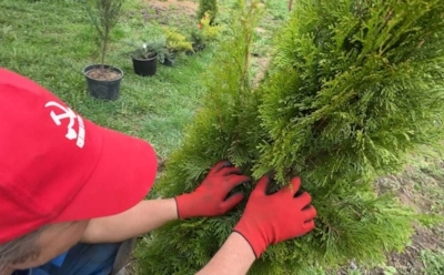 Желтая туя — сигнал о проблеме: эти подкормки помогут вернуть здоровый и насыщенный цвет хвои