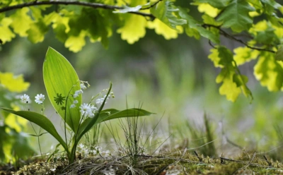 Не вся зелень полезна сырой: какие вещества мешают усвоению и как их грамотно нейтрализовать