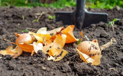 Проволочник сбежит от этого запаха: что положить в лунку, чтобы защитить картофель еще на стадии посадки