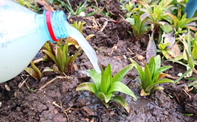 Апрель решает судьбу лилий: чем подкормить цветок перед бутонами, чтобы получить крупное и пышное цветение