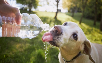 Эти собаки тяжело переносят жару: какие породы страдают первыми и как помочь питомцу