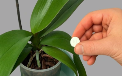 Если орхидея выпускает листья, но не цветы: чего ей не хватает и как это исправить фолиевой кислотой