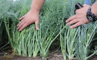 Укроп растет, но не радует ароматом: эти подкормки усиливают запах и густоту зелени