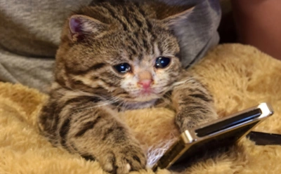 "С русскими хотят дружить люди со всей планеты": автоперевод в "Твиттере" привел к революции в общении