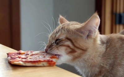 Если кот снова стащил еду со стола: не спешите наказывать усатого — это не наглость, а древний инстинкт