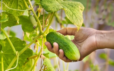 Огурцы не любят это больше всего: просчеты в уходе, которые лишают урожая даже при идеальном поливе