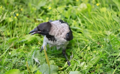 Они разоряют грядки за ночь: как гуманно защитить всходы от ворон и галок без вреда для птиц