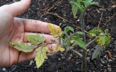 Если томаты не дают завязей — виновата лунка: как исправить посадочную яму и избежать остановки роста