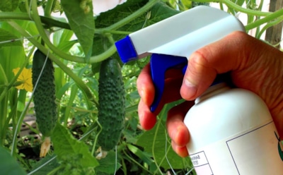 Первые липкие листья на огурцах: почему это не мелочь, а сигнал к срочным действиям