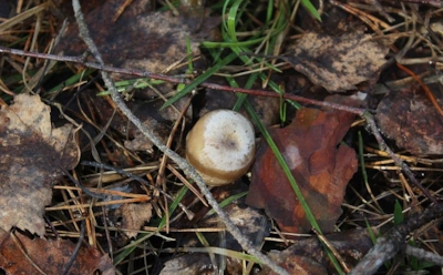 Под Воронежем лес «взорвался» грибами: редкие виды выросли раньше и устроили настоящий бум