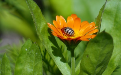Колорадский жук больше не тронет картофель: эти цветы и травы делают участок невыносимым для вредителя