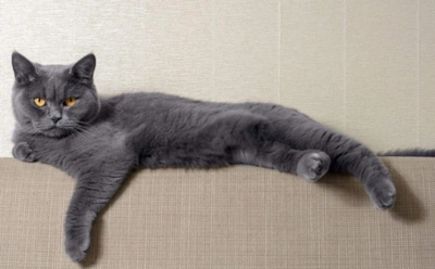 Почему кошка так и не подчинилась человеку: как усатые получили все, не потеряв свою независимость